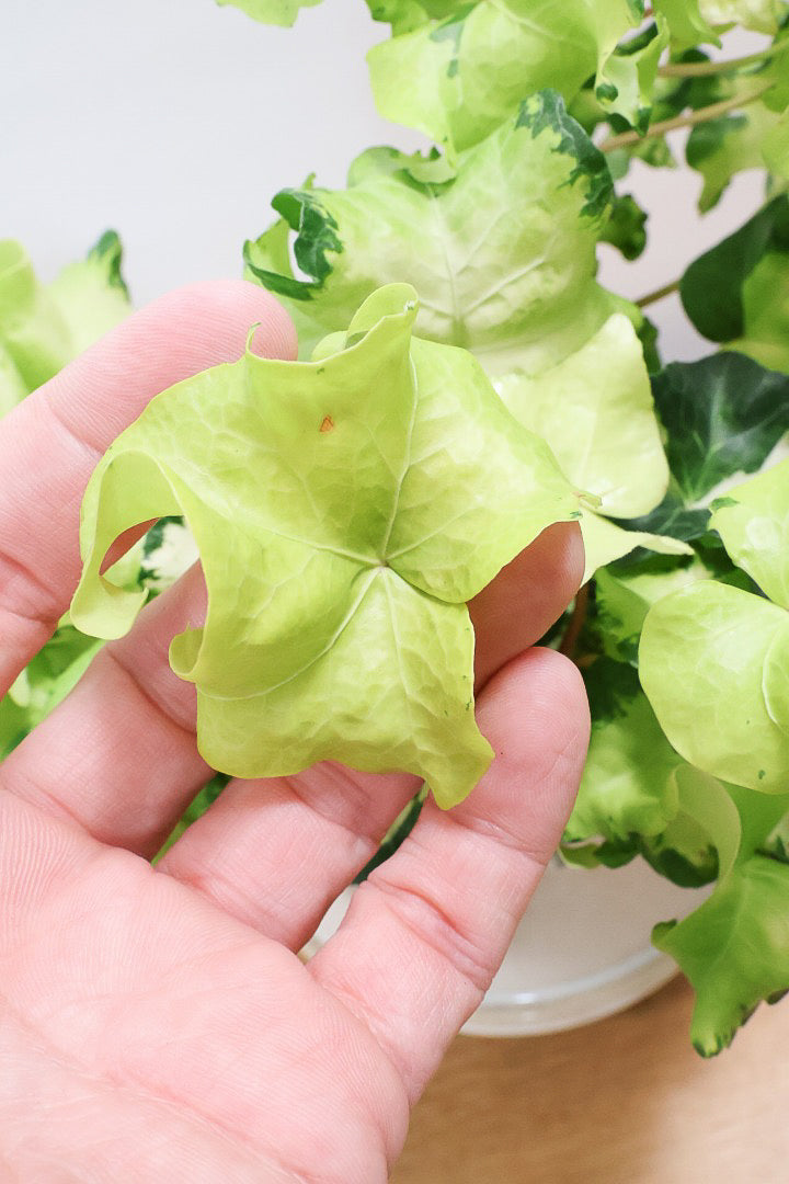 【アイビー ムーンライト】APEGOでも人気のデザインPOT！フリフリの可愛い葉♪暑さ寒さにとても強く丈夫な観葉植物です！