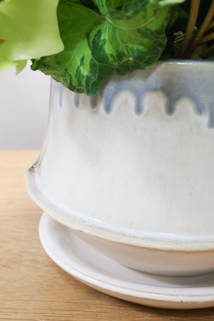 【アイビー ムーンライト】APEGOでも人気のデザインPOT！フリフリの可愛い葉♪暑さ寒さにとても強く丈夫な観葉植物です！