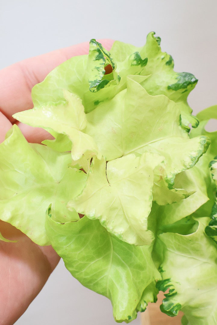 【アイビー ムーンライト】APEGOでも人気のデザインPOT！フリフリの可愛い葉♪暑さ寒さにとても強く丈夫な観葉植物です！