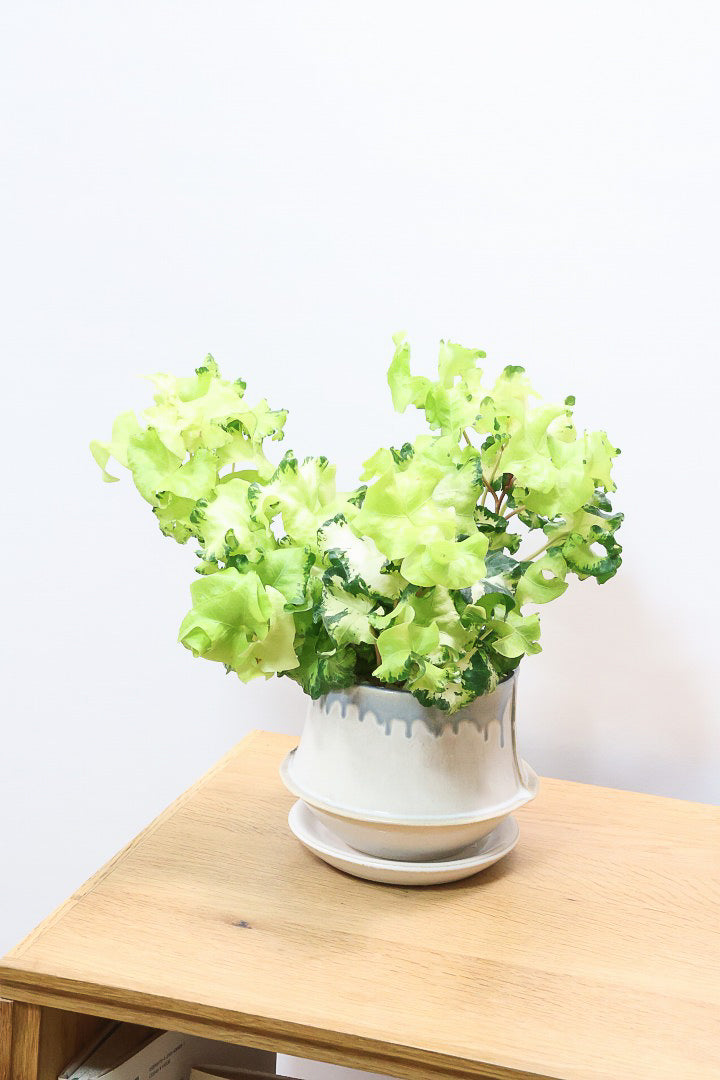 【アイビー ムーンライト】APEGOでも人気のデザインPOT！フリフリの可愛い葉♪暑さ寒さにとても強く丈夫な観葉植物です！