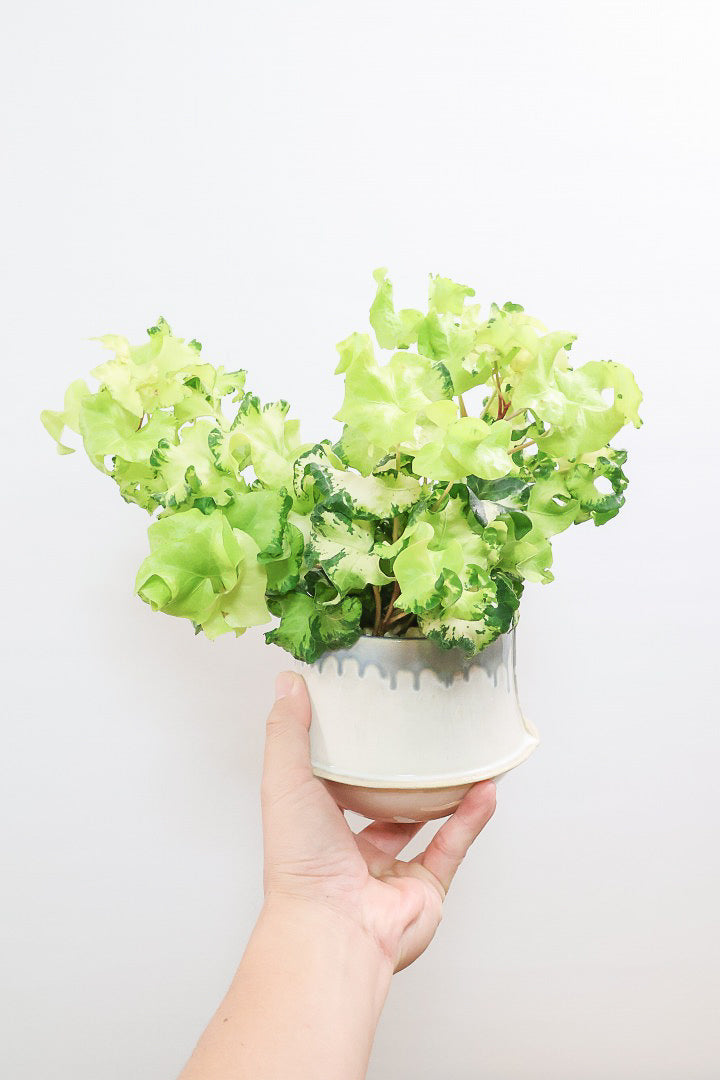 【アイビー ムーンライト】APEGOでも人気のデザインPOT！フリフリの可愛い葉♪暑さ寒さにとても強く丈夫な観葉植物です！