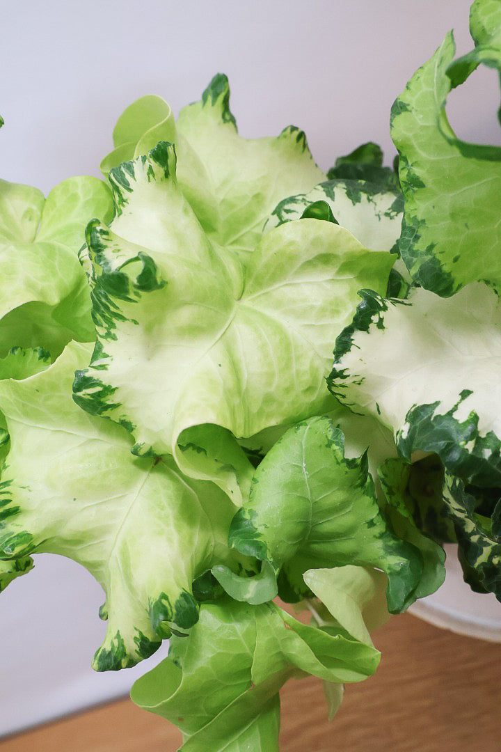 【アイビー ムーンライト】APEGOでも人気のデザインPOT！フリフリの可愛い葉♪暑さ寒さにとても強く丈夫な観葉植物です！