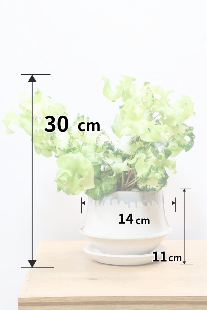 【アイビー ムーンライト】APEGOでも人気のデザインPOT！フリフリの可愛い葉♪暑さ寒さにとても強く丈夫な観葉植物です！