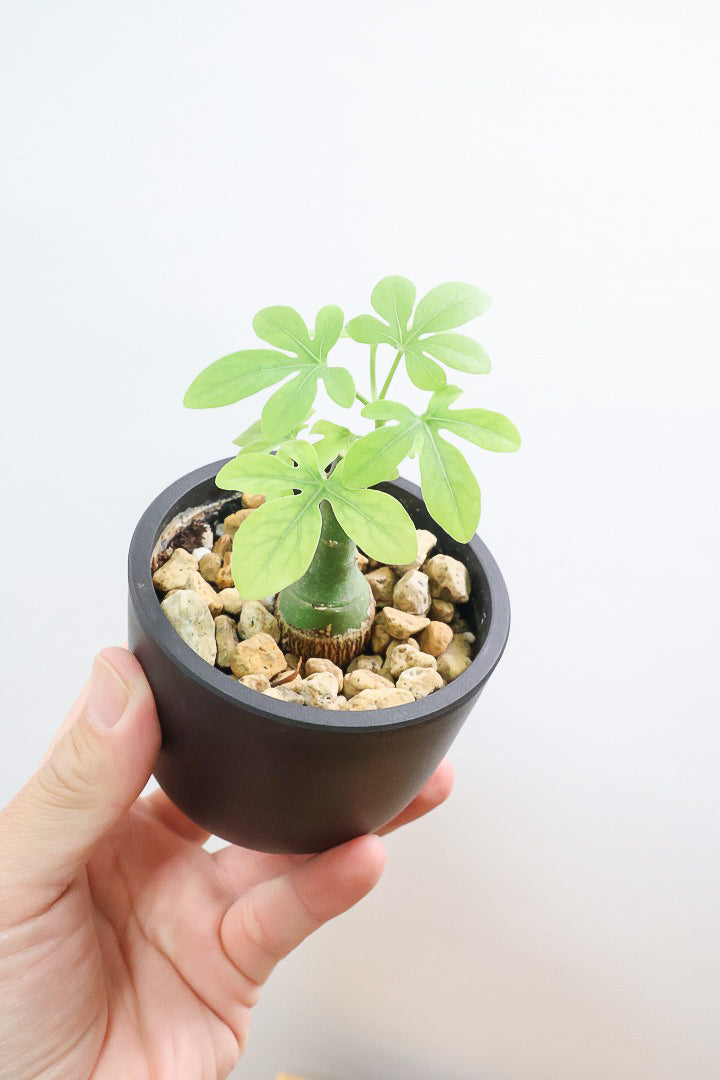 【アデニア】ラスト１鉢！背丈は低いのですが、枝分かれしている将来有望な株！これは良いと思いますよ！