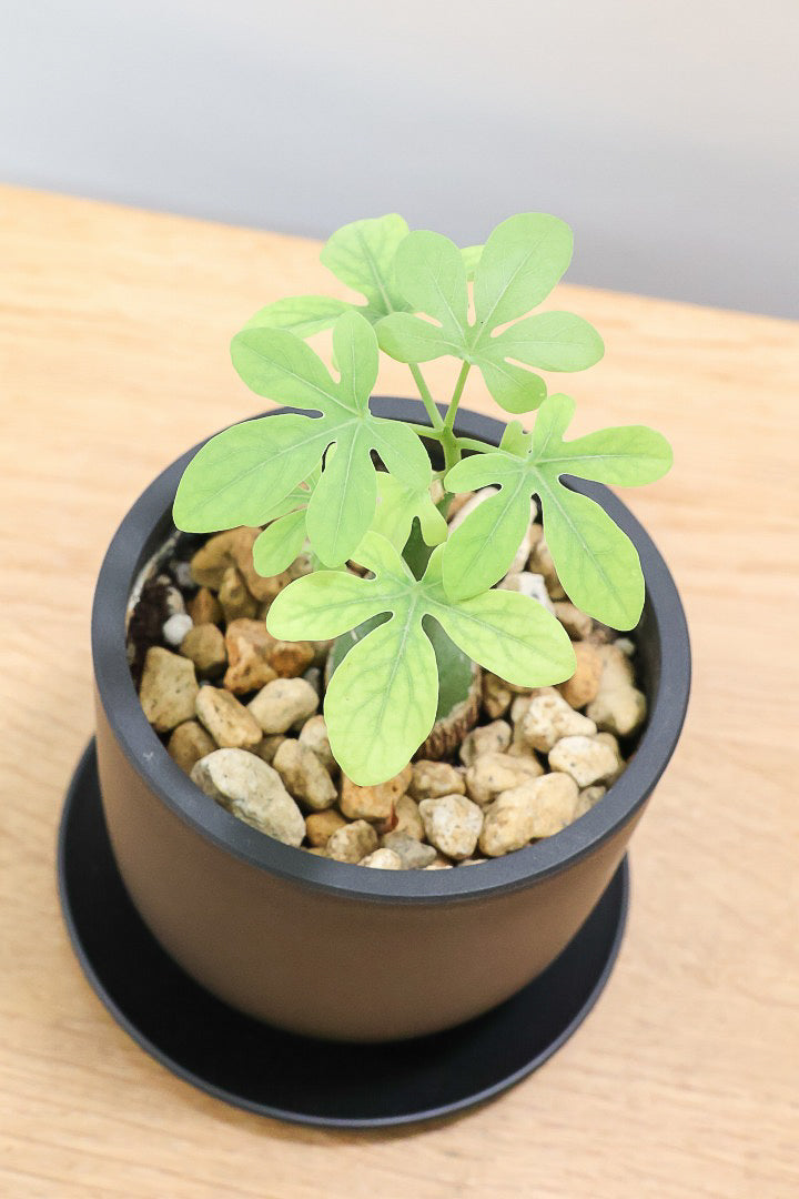 【アデニア】ラスト１鉢！背丈は低いのですが、枝分かれしている将来有望な株！これは良いと思いますよ！