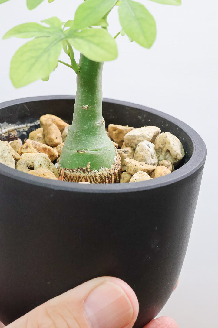 【アデニア】ラスト１鉢！背丈は低いのですが、枝分かれしている将来有望な株！これは良いと思いますよ！