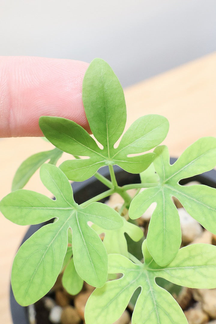 【アデニア】ラスト１鉢！背丈は低いのですが、枝分かれしている将来有望な株！これは良いと思いますよ！