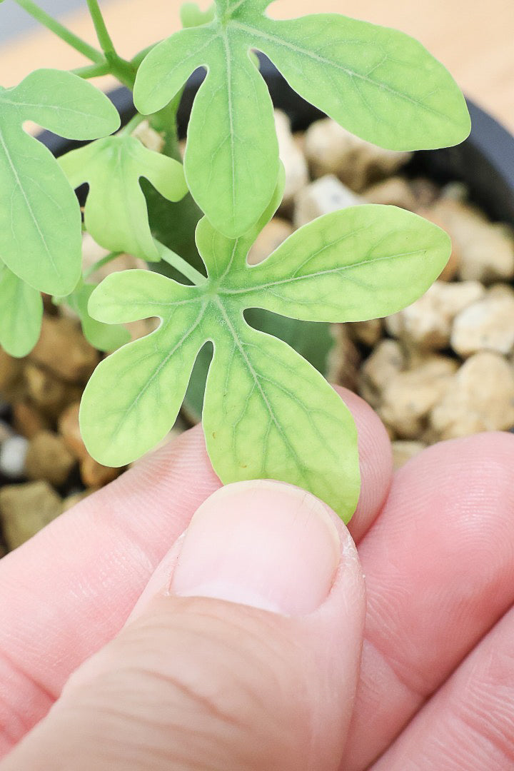 【アデニア】ラスト１鉢！背丈は低いのですが、枝分かれしている将来有望な株！これは良いと思いますよ！