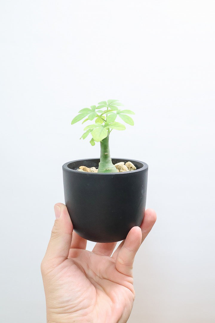 【アデニア】ラスト１鉢！背丈は低いのですが、枝分かれしている将来有望な株！これは良いと思いますよ！