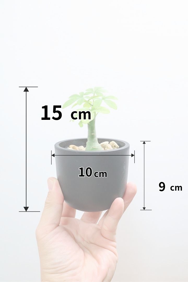 【アデニア】ラスト１鉢！背丈は低いのですが、枝分かれしている将来有望な株！これは良いと思いますよ！