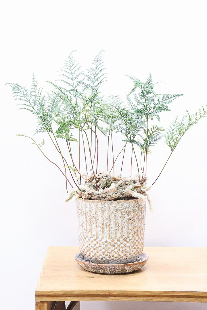 【シノブ】日陰に強い!そして触り心地がとても良い美しい葉です！白い根もたくさん出ていますよ！