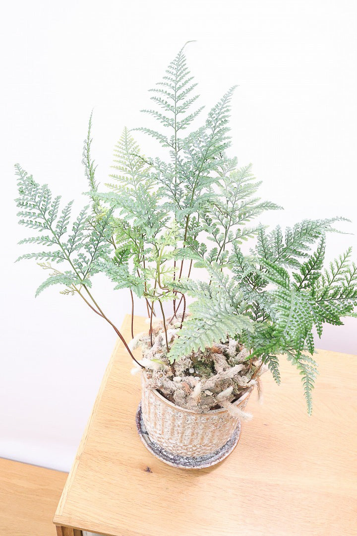 【シノブ】日陰に強い!そして触り心地がとても良い美しい葉です！白い根もたくさん出ていますよ！