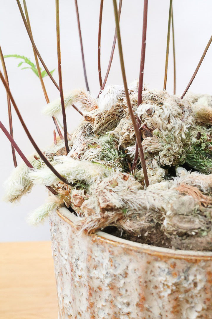 【シノブ】日陰に強い!そして触り心地がとても良い美しい葉です！白い根もたくさん出ていますよ！