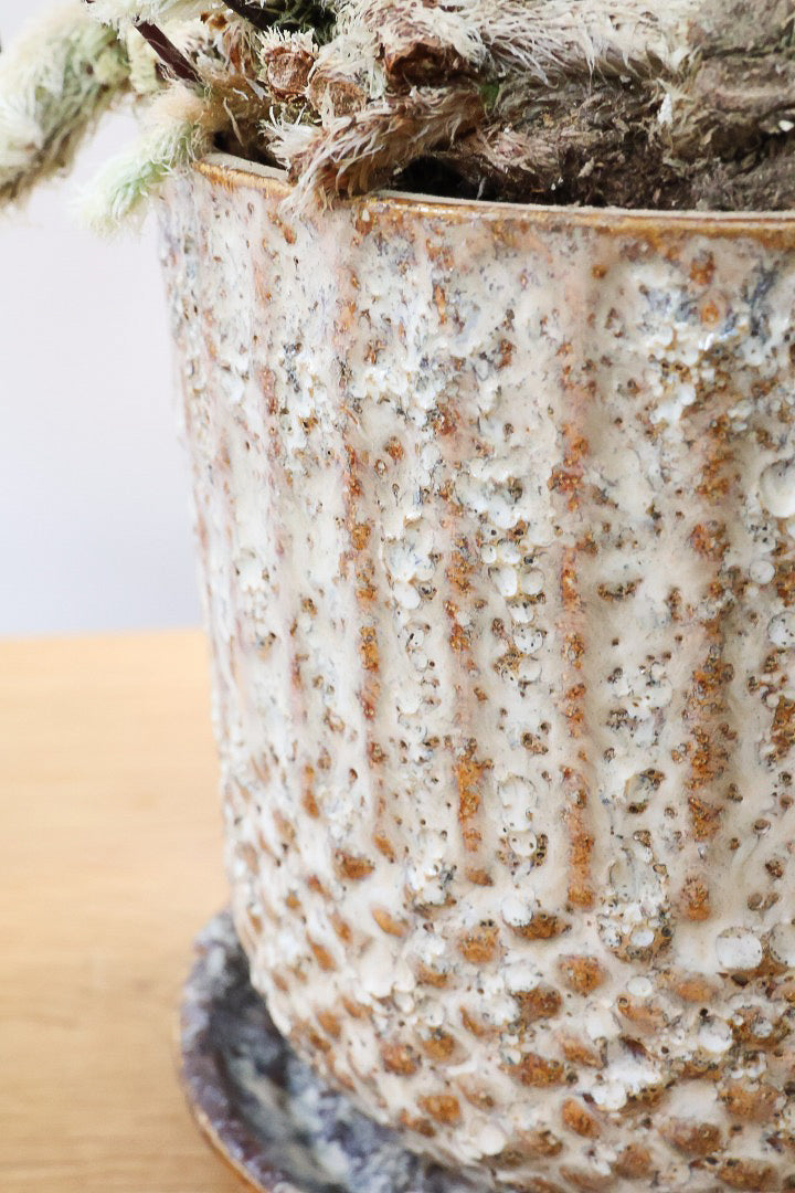 【シノブ】日陰に強い!そして触り心地がとても良い美しい葉です！白い根もたくさん出ていますよ！