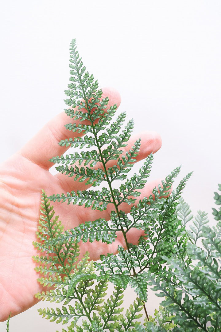 【シノブ】日陰に強い!そして触り心地がとても良い美しい葉です！白い根もたくさん出ていますよ！