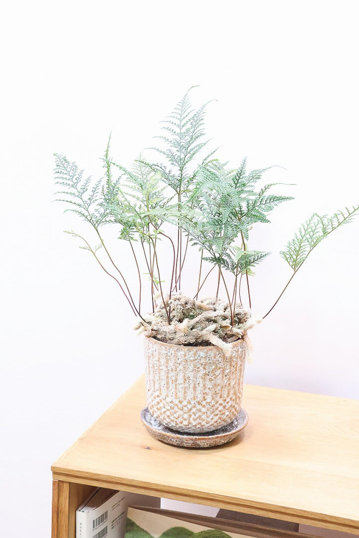 【シノブ】日陰に強い!そして触り心地がとても良い美しい葉です！白い根もたくさん出ていますよ！