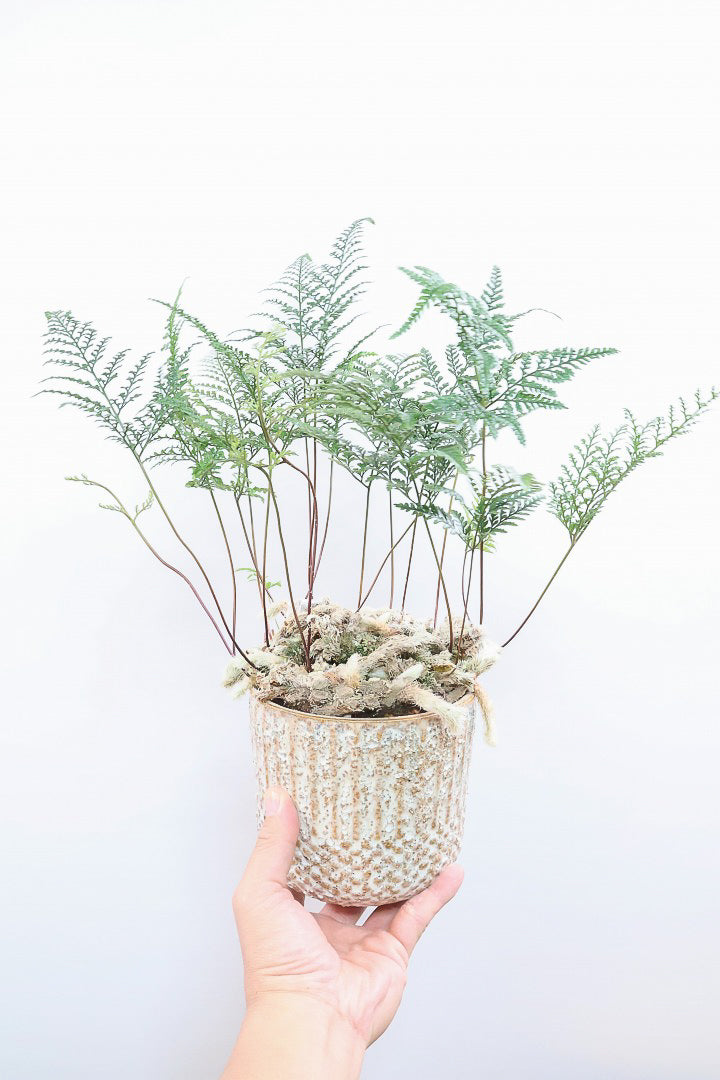 【シノブ】日陰に強い!そして触り心地がとても良い美しい葉です！白い根もたくさん出ていますよ！