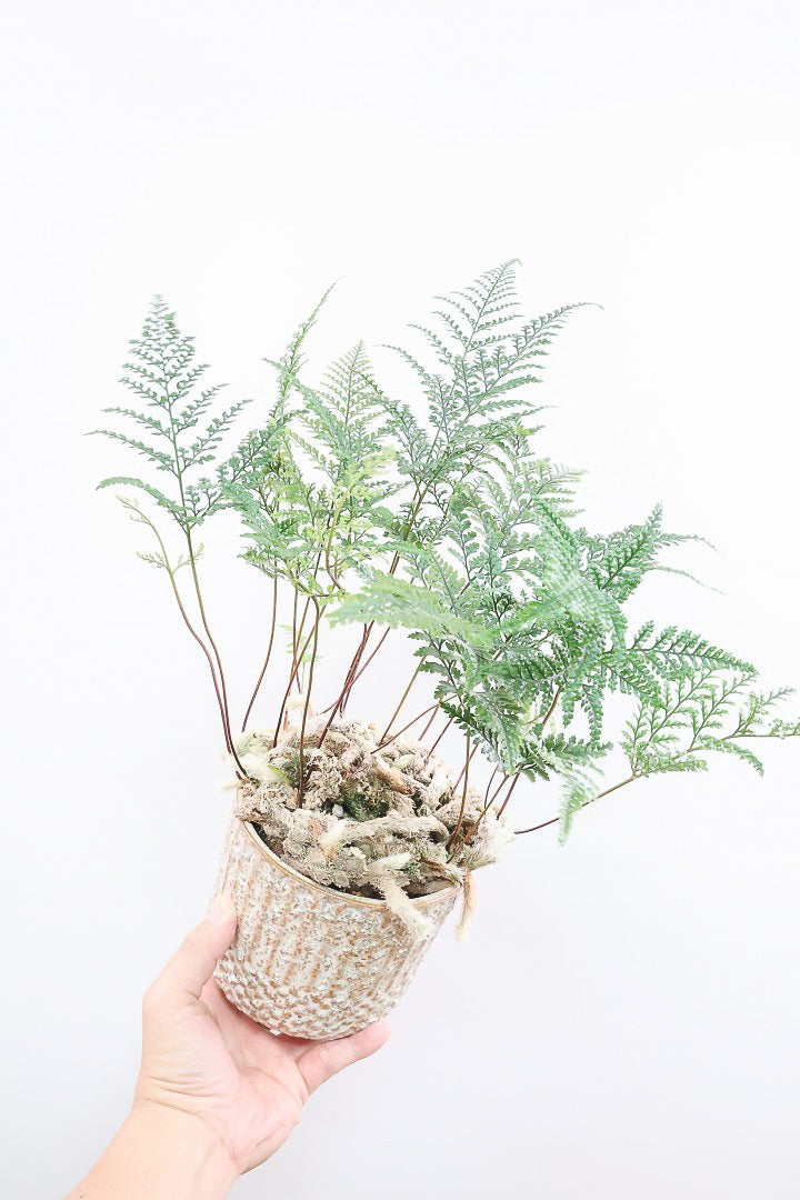 【シノブ】日陰に強い!そして触り心地がとても良い美しい葉です！白い根もたくさん出ていますよ！