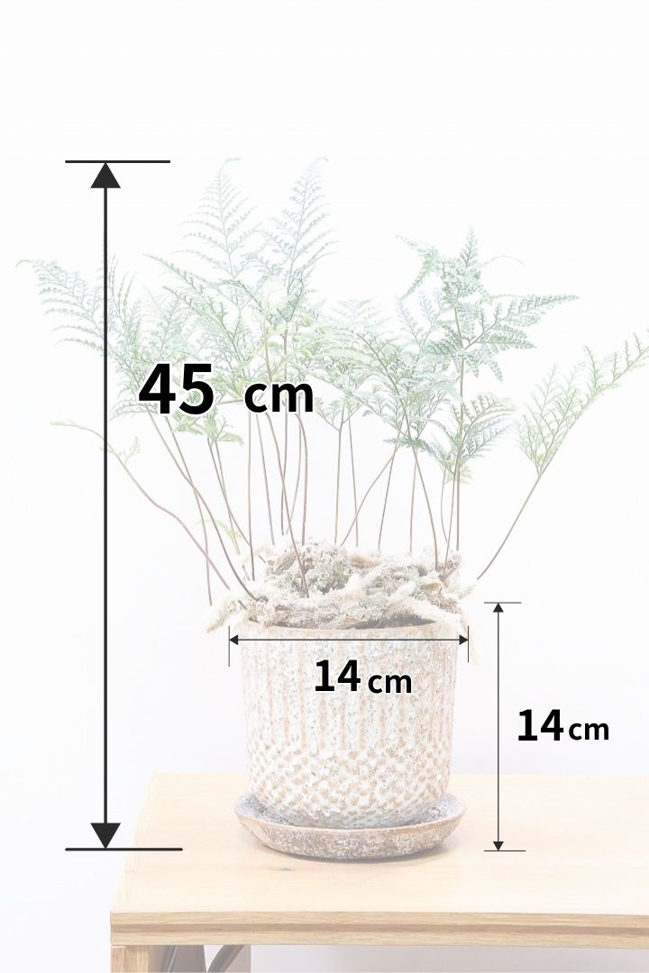【シノブ】日陰に強い!そして触り心地がとても良い美しい葉です！白い根もたくさん出ていますよ！