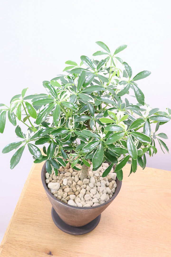 【シェフレラ ムーンドロップ】良い幹を選んできました！しっかりとした幹が美しく、丈夫で育てやすいので初心者の方にもおすすめ！