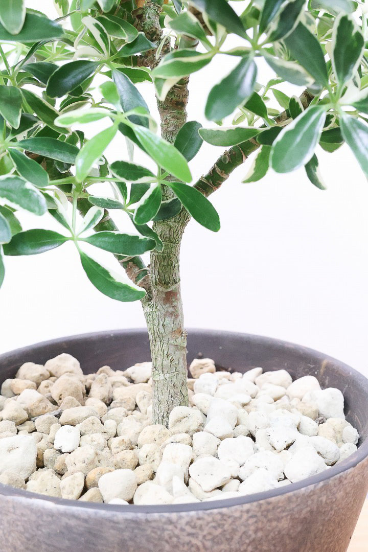 【シェフレラ ムーンドロップ】良い幹を選んできました！しっかりとした幹が美しく、丈夫で育てやすいので初心者の方にもおすすめ！