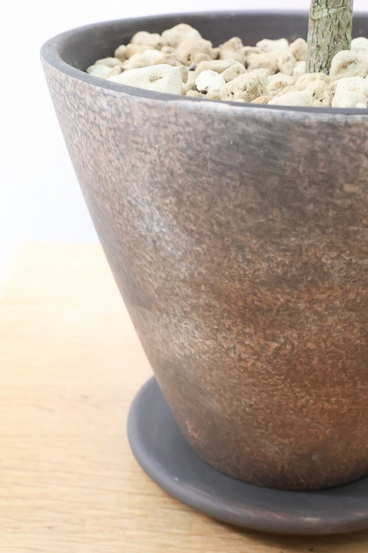 【シェフレラ ムーンドロップ】良い幹を選んできました！しっかりとした幹が美しく、丈夫で育てやすいので初心者の方にもおすすめ！