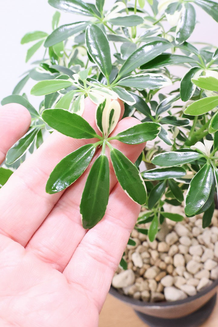 【シェフレラ ムーンドロップ】良い幹を選んできました！しっかりとした幹が美しく、丈夫で育てやすいので初心者の方にもおすすめ！