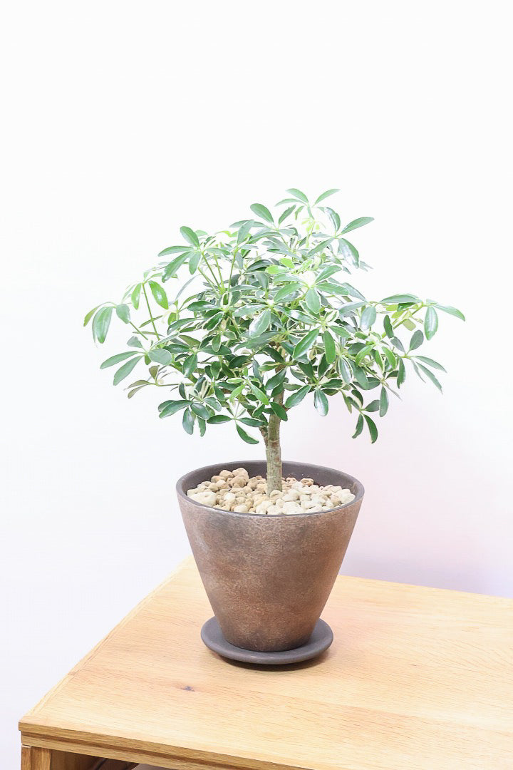 【シェフレラ ムーンドロップ】良い幹を選んできました！しっかりとした幹が美しく、丈夫で育てやすいので初心者の方にもおすすめ！