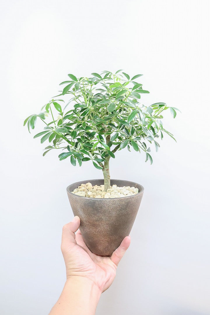 【シェフレラ ムーンドロップ】良い幹を選んできました！しっかりとした幹が美しく、丈夫で育てやすいので初心者の方にもおすすめ！