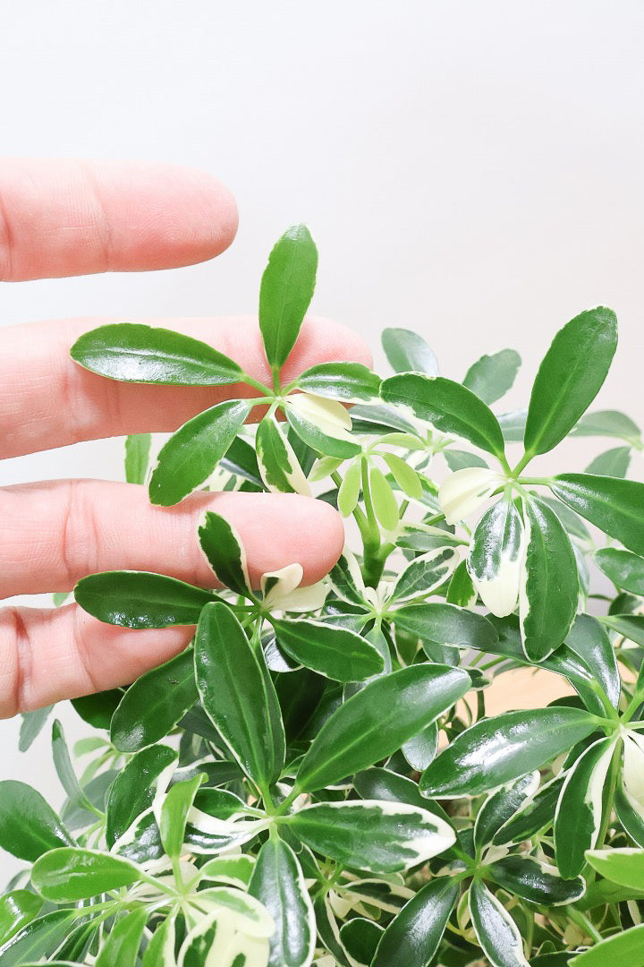 シェフレラ ムーンドロップBR60698| 観葉植物の通信販売 | APEGO(アペーゴ)