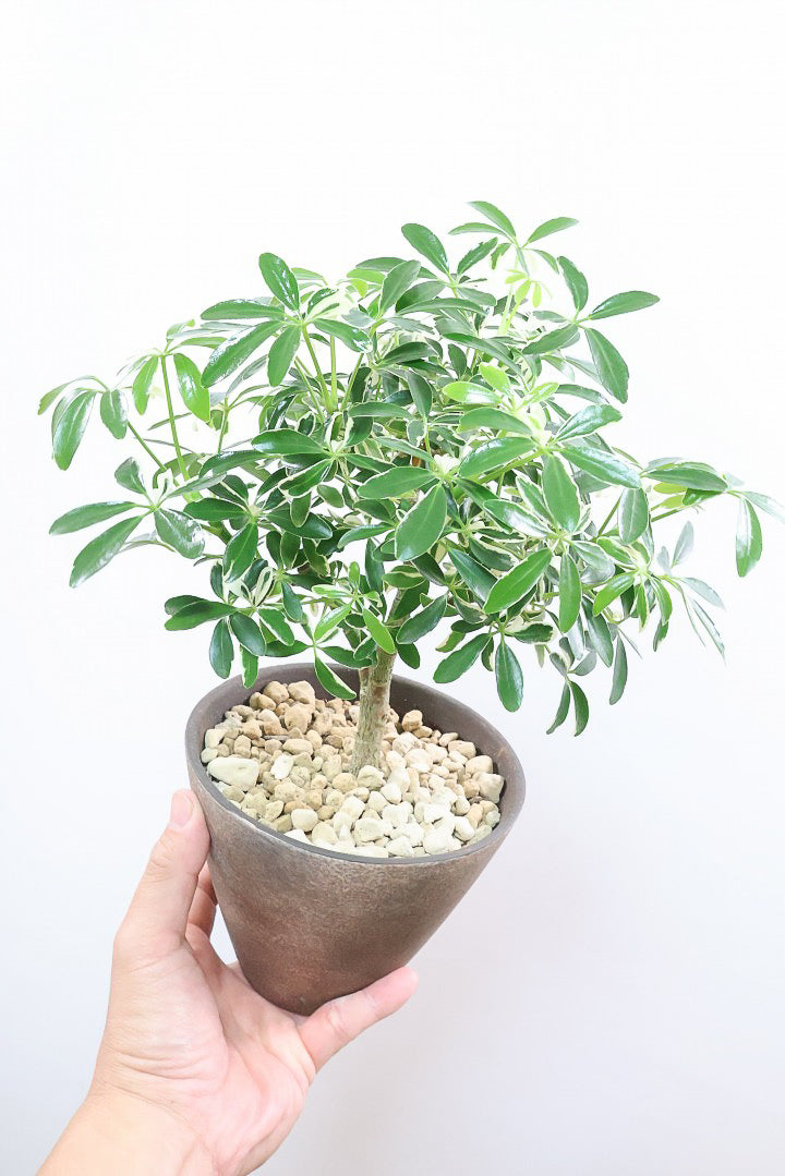 観葉植物　シェフレラムーンドロップ　抜き苗 園芸ネット本店｜シェフレラ：ムーンドロップ 3.5号硬質ポット の通販