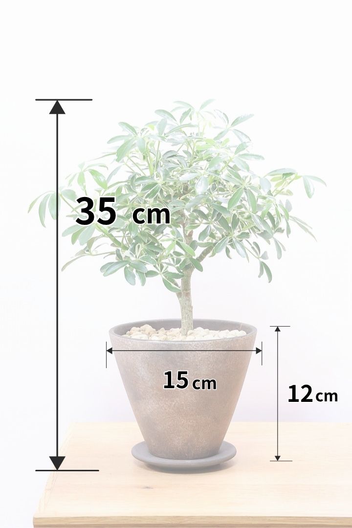 【シェフレラ ムーンドロップ】良い幹を選んできました！しっかりとした幹が美しく、丈夫で育てやすいので初心者の方にもおすすめ！
