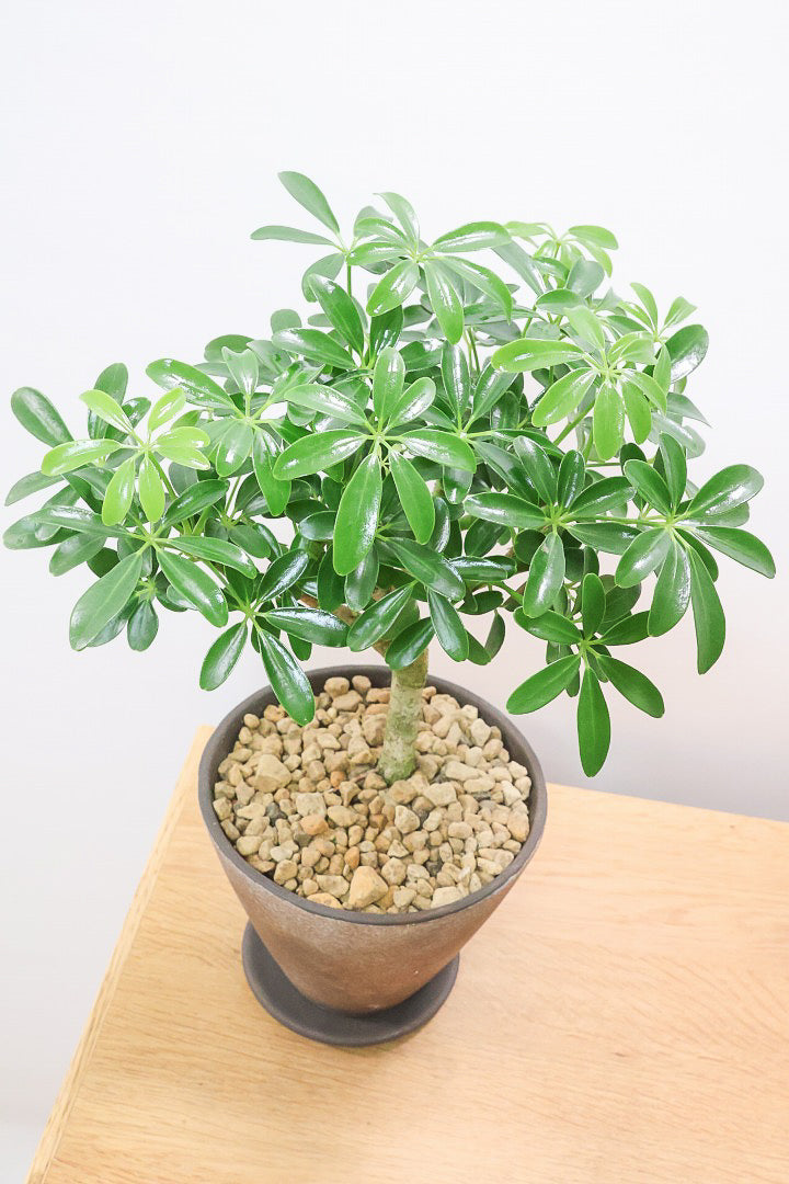 【シェフレラ コンパクタ】良い幹を選んできました！しっかりとした幹が美しく、丈夫で育てやすいので初心者の方にもおすすめ！