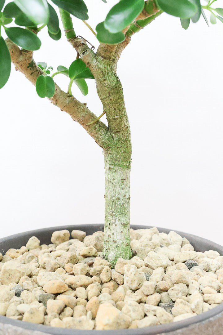 【シェフレラ コンパクタ】良い幹を選んできました！しっかりとした幹が美しく、丈夫で育てやすいので初心者の方にもおすすめ！