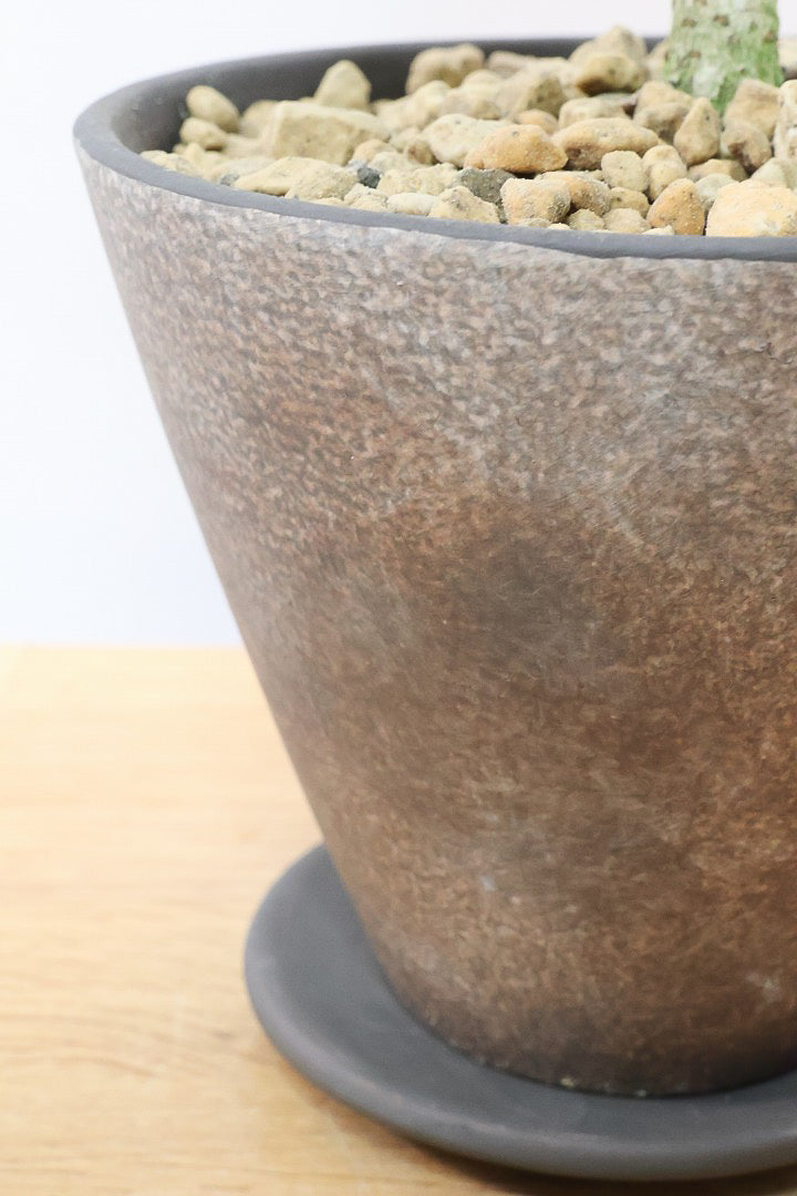 【シェフレラ コンパクタ】良い幹を選んできました！しっかりとした幹が美しく、丈夫で育てやすいので初心者の方にもおすすめ！