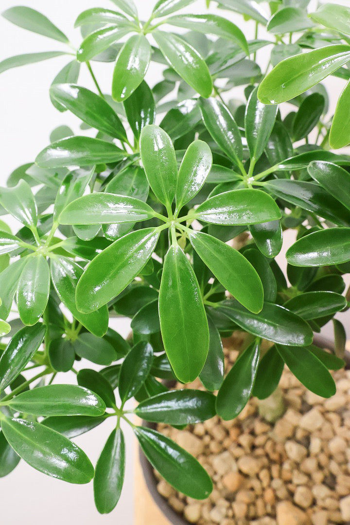 【シェフレラ コンパクタ】良い幹を選んできました！しっかりとした幹が美しく、丈夫で育てやすいので初心者の方にもおすすめ！