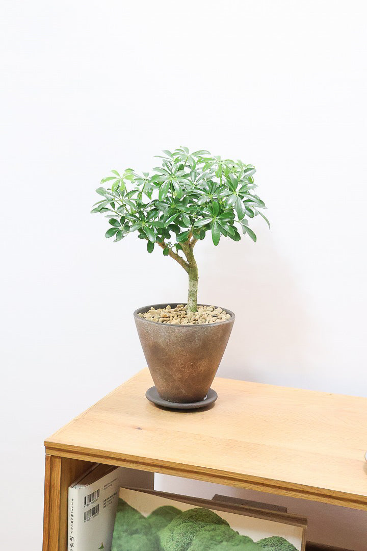 【シェフレラ コンパクタ】良い幹を選んできました！しっかりとした幹が美しく、丈夫で育てやすいので初心者の方にもおすすめ！