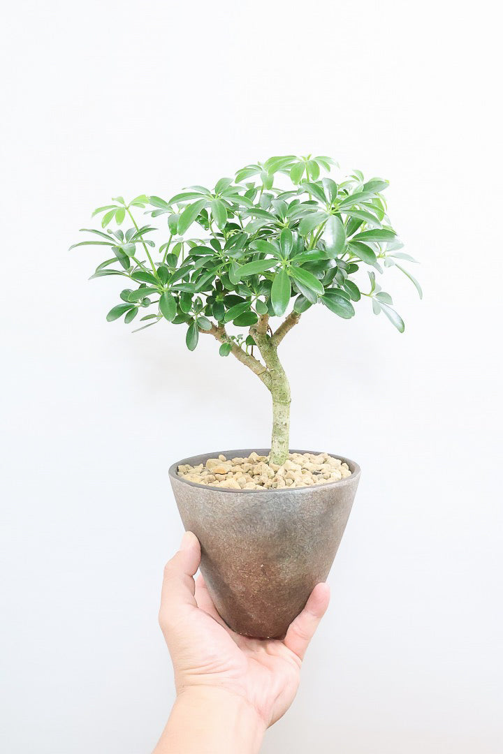 【シェフレラ コンパクタ】良い幹を選んできました！しっかりとした幹が美しく、丈夫で育てやすいので初心者の方にもおすすめ！