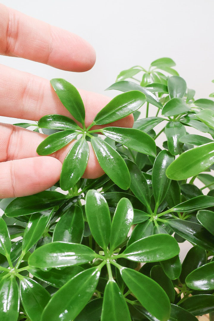 【シェフレラ コンパクタ】良い幹を選んできました！しっかりとした幹が美しく、丈夫で育てやすいので初心者の方にもおすすめ！