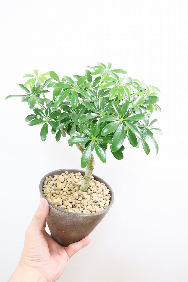 【シェフレラ コンパクタ】良い幹を選んできました！しっかりとした幹が美しく、丈夫で育てやすいので初心者の方にもおすすめ！