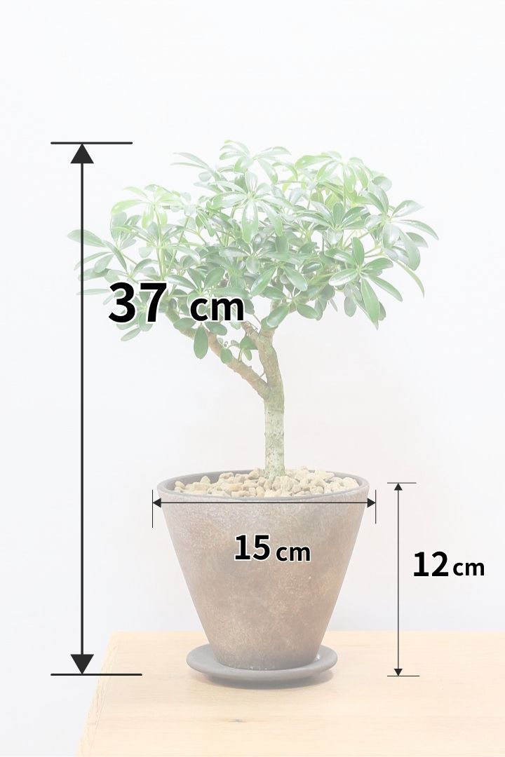 【シェフレラ コンパクタ】良い幹を選んできました！しっかりとした幹が美しく、丈夫で育てやすいので初心者の方にもおすすめ！