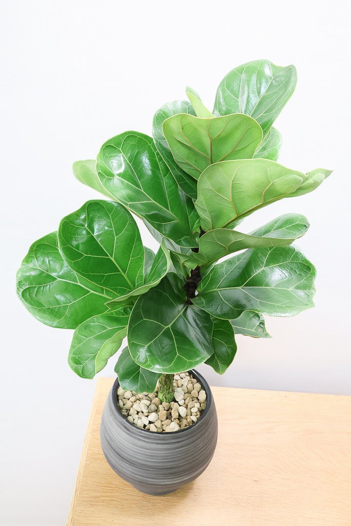 【カシワバゴム バンビーノ】ダークグリーンの個性的な葉っぱ！ゴムの木の中でも育てやすい人気種です！