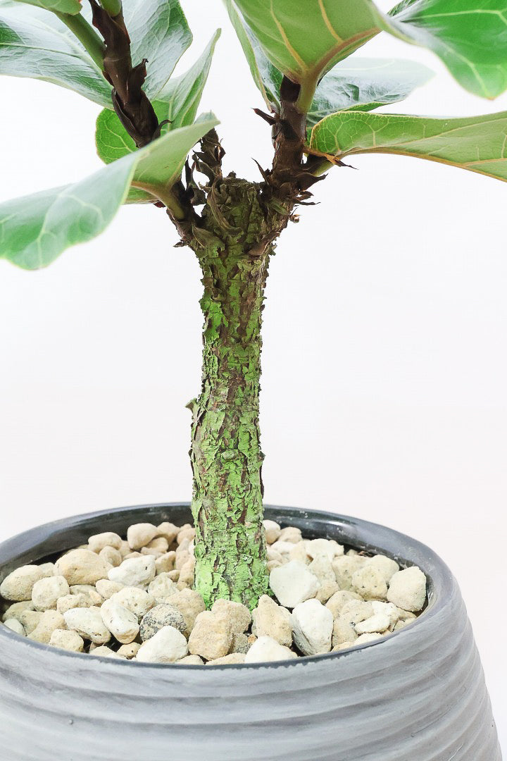 【カシワバゴム バンビーノ】ダークグリーンの個性的な葉っぱ！ゴムの木の中でも育てやすい人気種です！