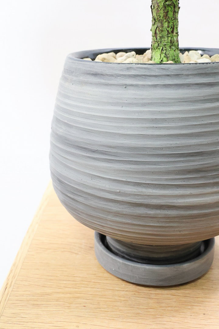 【カシワバゴム バンビーノ】ダークグリーンの個性的な葉っぱ！ゴムの木の中でも育てやすい人気種です！