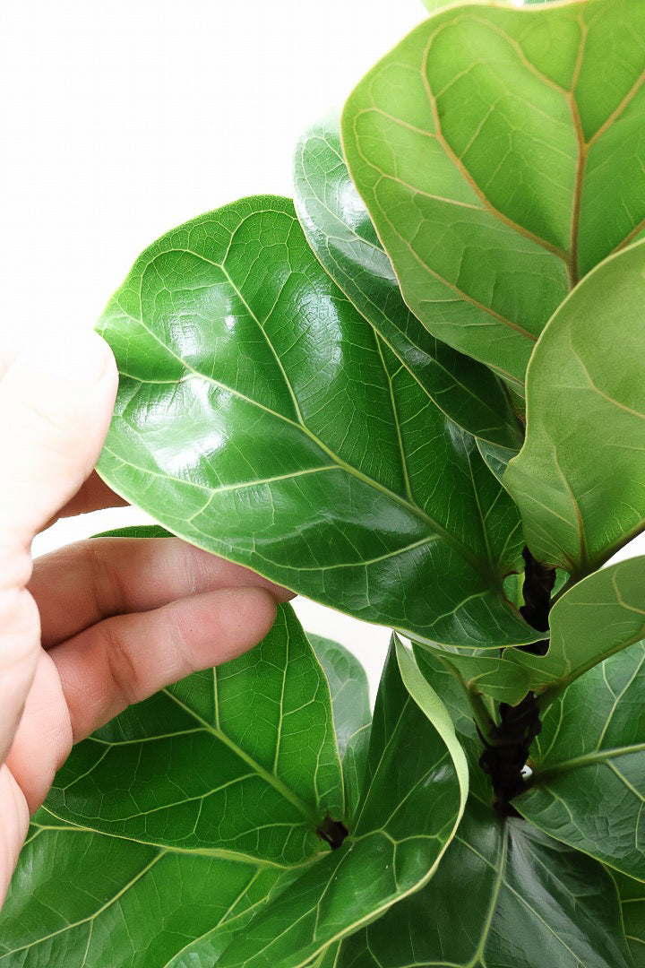 【カシワバゴム バンビーノ】ダークグリーンの個性的な葉っぱ！ゴムの木の中でも育てやすい人気種です！