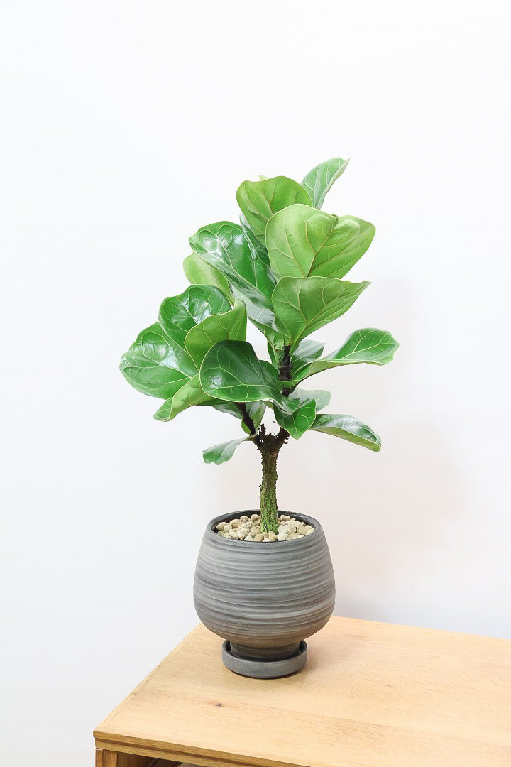 【カシワバゴム バンビーノ】ダークグリーンの個性的な葉っぱ！ゴムの木の中でも育てやすい人気種です！