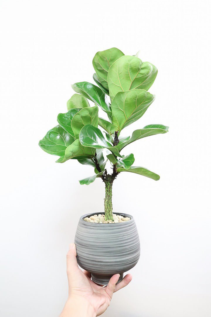 【カシワバゴム バンビーノ】ダークグリーンの個性的な葉っぱ！ゴムの木の中でも育てやすい人気種です！