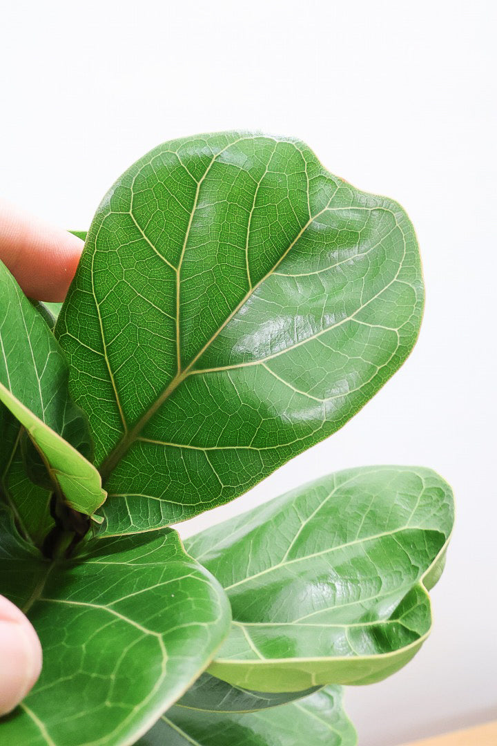 【カシワバゴム バンビーノ】ダークグリーンの個性的な葉っぱ！ゴムの木の中でも育てやすい人気種です！