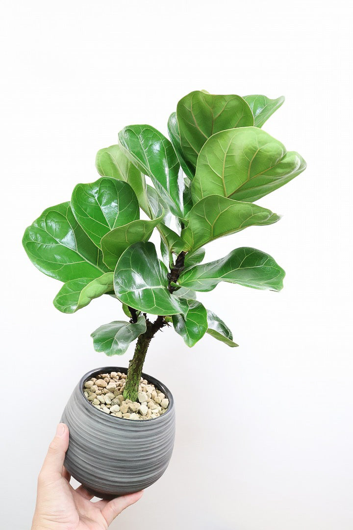 【カシワバゴム バンビーノ】ダークグリーンの個性的な葉っぱ！ゴムの木の中でも育てやすい人気種です！