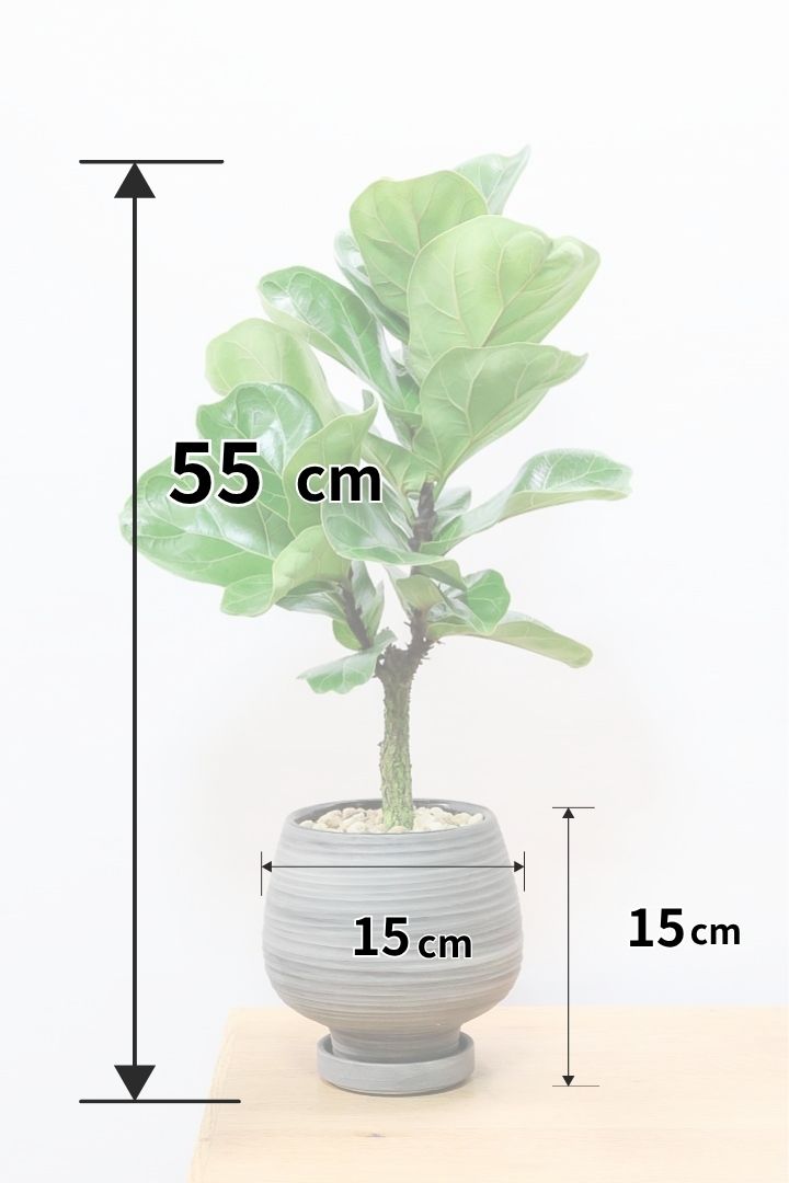 【カシワバゴム バンビーノ】ダークグリーンの個性的な葉っぱ！ゴムの木の中でも育てやすい人気種です！